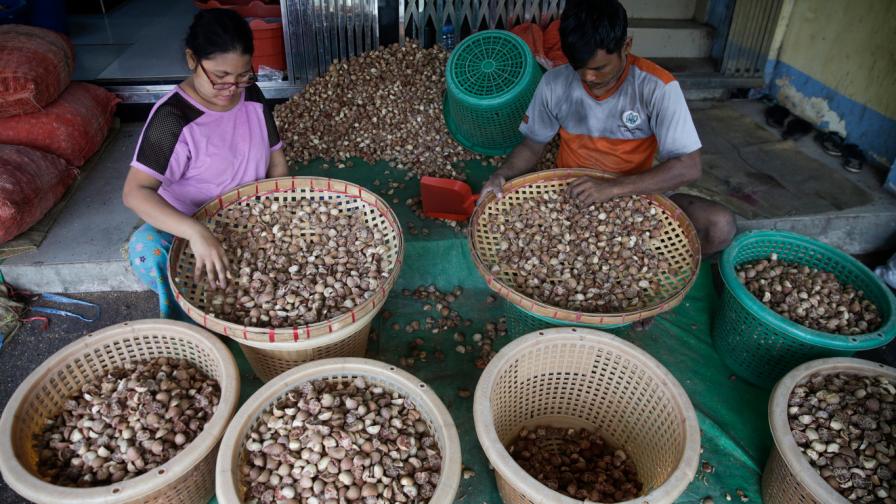  <br> Бетел орех има дълга история в Южна, Югоизточна Азия и Тихоокеанския басейн. В Гуам и други тихоокеански острови, използването му може да се наблюдава обратно до 2000 години. <br> 