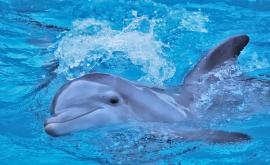  Бебе делфинче умря в делфинариума във Варна 