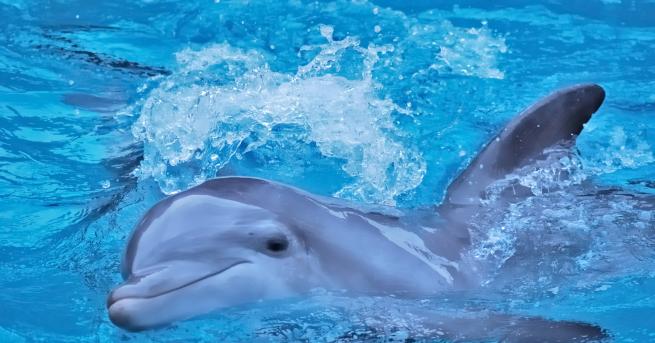 България Бебе делфинче почина в делфинариума във Варна Смята се