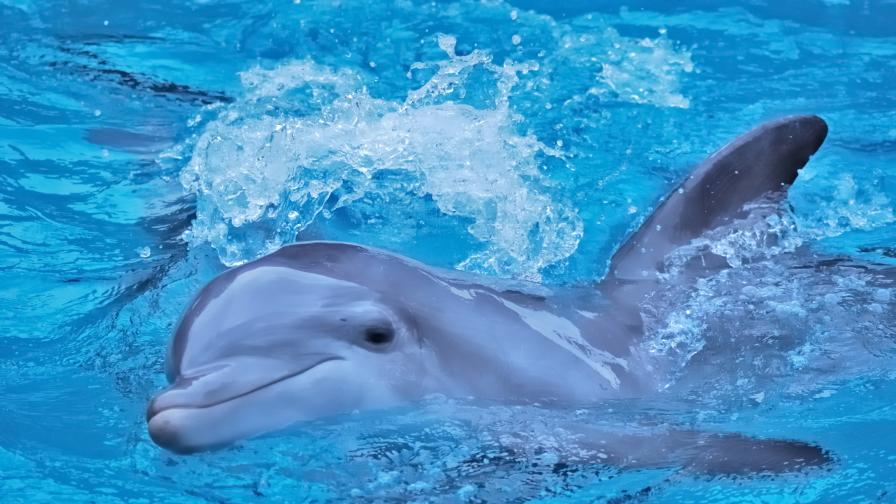 Бебе делфинче почина в делфинариума във Варна