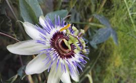  <p><strong>"Билката на спокойствието"</strong> и нейните потребни свойства</p> 