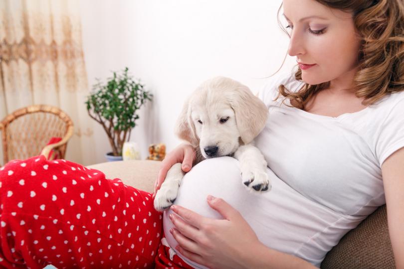 <p>С напредъка на бременността кучетата започват да&nbsp;&quot;чуват&quot; зародиша. Може да усетите, че домашният ви любимец започва да обръща специално вимание на корема ви и да &quot;наостря уши&quot;, дори да не е напълно наясно какво има вътре.</p>