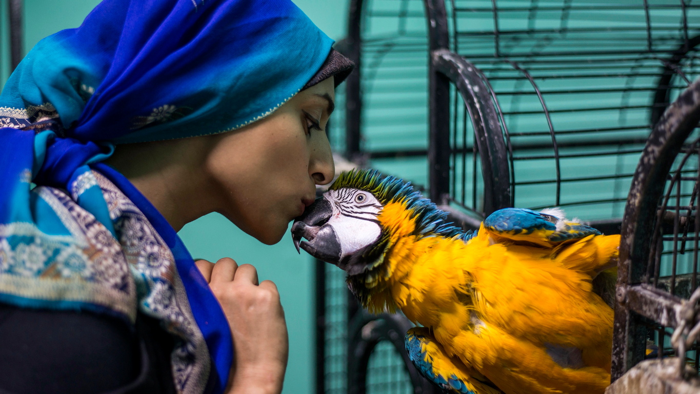 <p>Академия за папагали в Кайро, Египет е създадена през 2013 г. като първата специализирана академия за обучение на папагали в Египет, която предлага обучение за папагали и други пернати и крилати същества.</p>