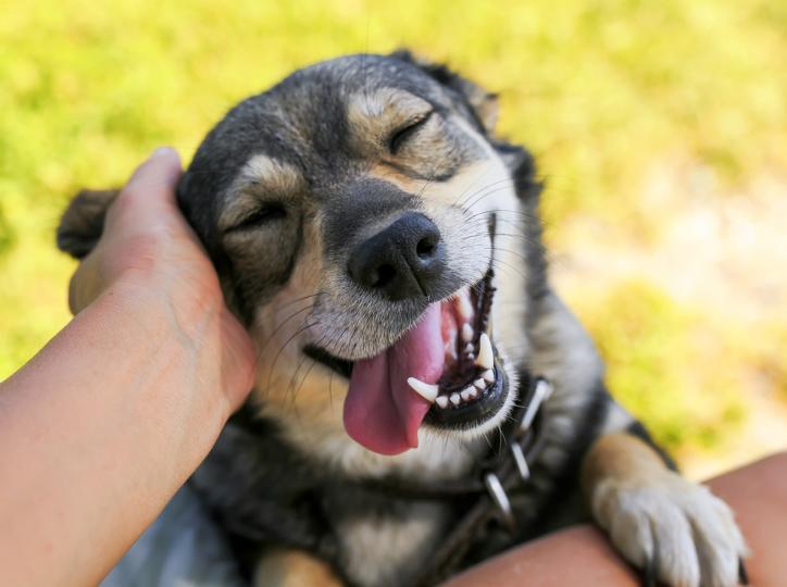 <h3>2. Когато спят по гръб в близост до нас</h3>

<p>Учените са открили, че когато кучето ни спи по гръб се чувства безгрижно, спокойно и в безопасност. Близостта идва от доверието, което то има към стопанина си, затова ако вашият любимец спи при вас, то несъмнено изпитва топли чувства.</p>