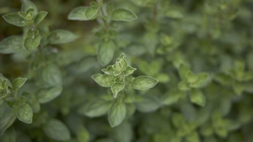  <p><strong>Майорана</strong> - защо може да ни бъде потребно това растение</p> 