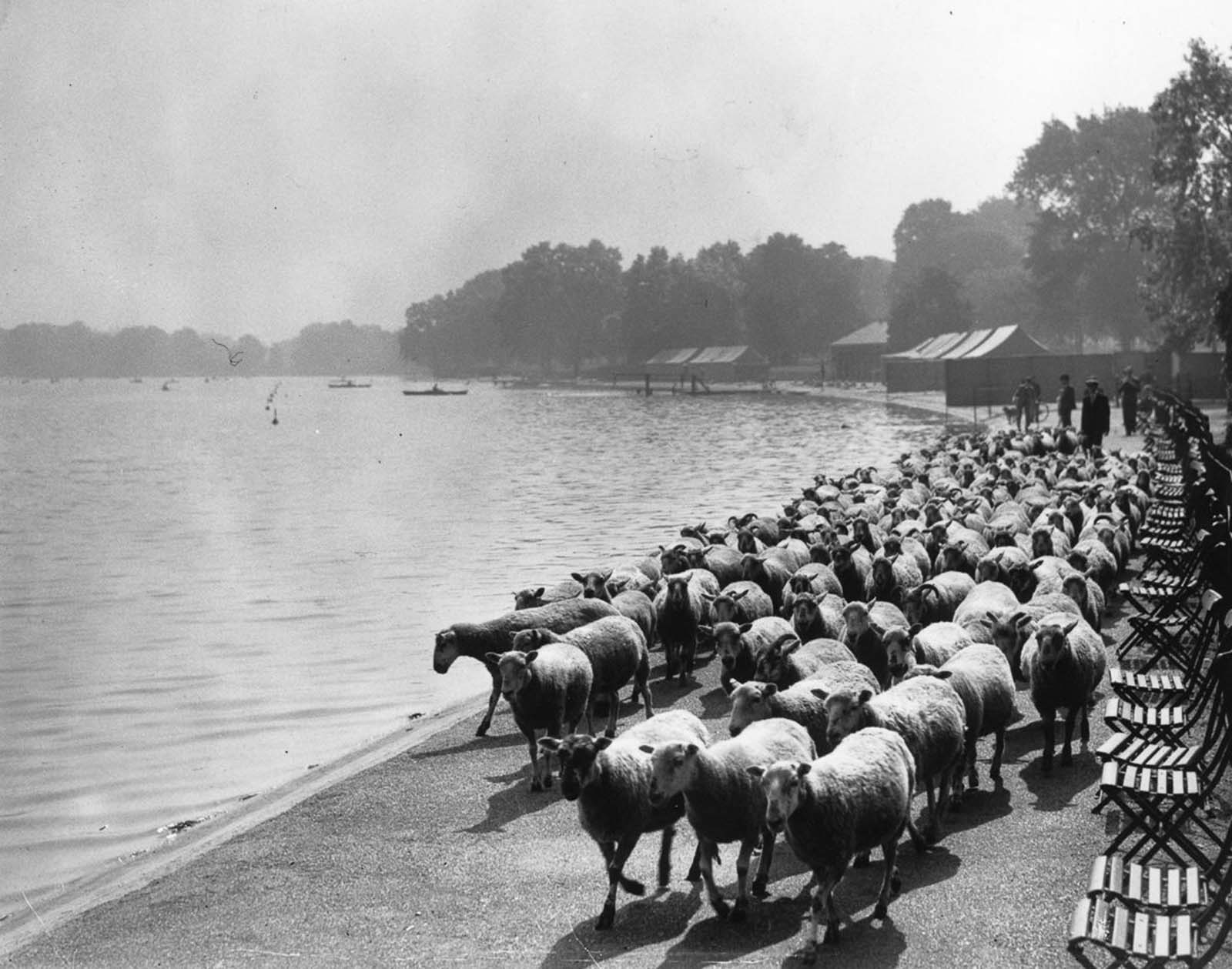 <p>1936: Разходка по брега в Хайд парк</p>