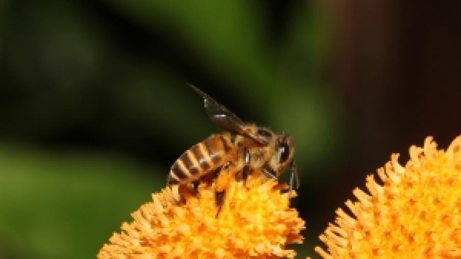 Рояк от 40 хиляди пчели нападна Калифорния