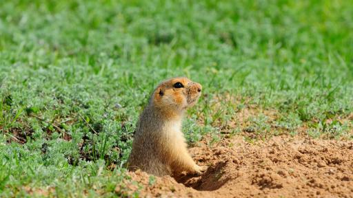  <p>Вижте кое <strong>животно обича цветята</strong>&nbsp;дори повече от вас</p> 