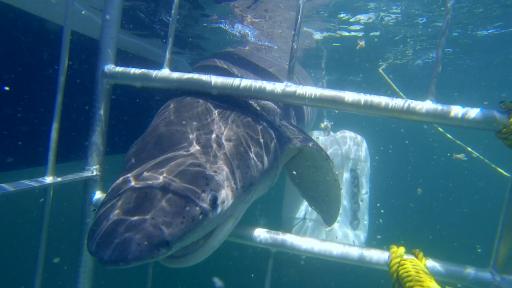  В „ Пръстена на гибелта “ 