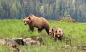  CNN: Измършавели мечки гризли в Канада, още жертви на климатичните промени 