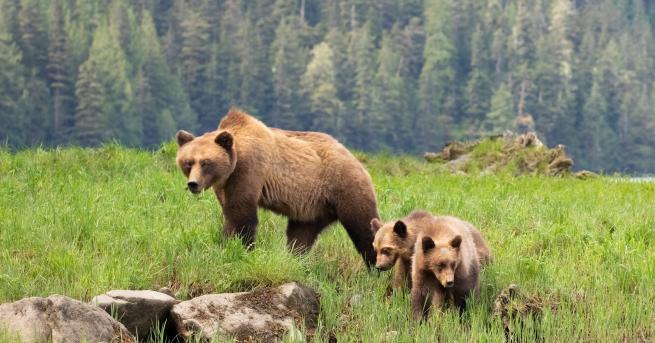 Свят CNN Измършавели мечки гризли в Канада още жертви на