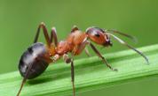  Това са най-бързите мравки в света 