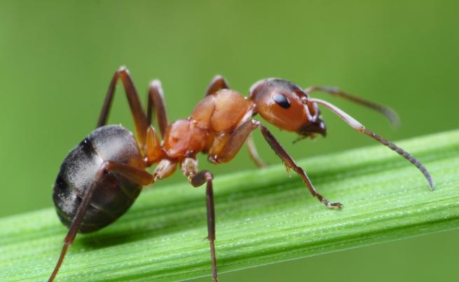  Това са най-бързите мравки в света 