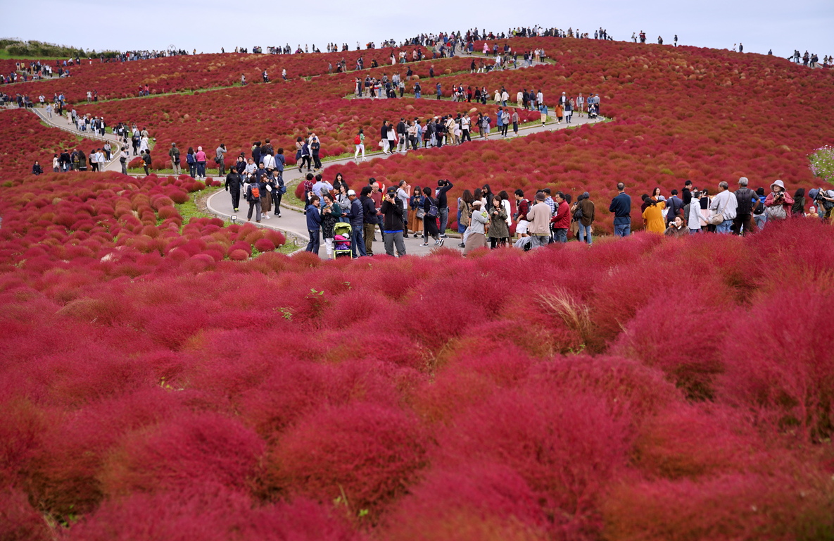 <p>Туристите обикалят поле с Кохия (Bassia scoparia), вид Летен кипарис, в морския парк &quot;Хитачи&quot; в Хитачинака, Япония.</p>