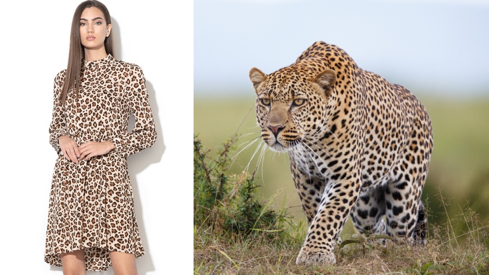 леопард дрехи