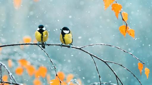  <p>Зимата е на хоризонта, задава се първият сняг</p> 