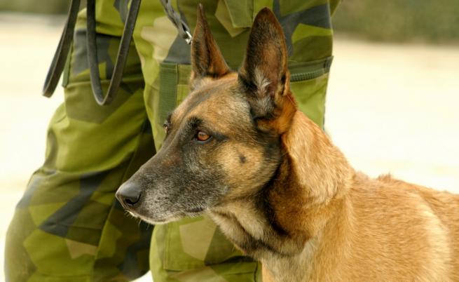  Вижте кучето, преследвало Багдади 