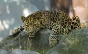  В Русия: Леопардът, който се счита за домашна котка 