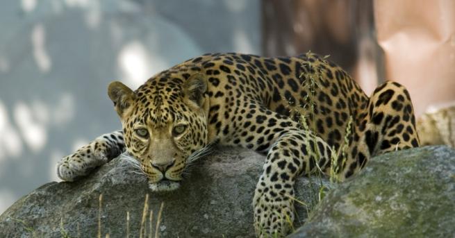 Любопитно В Русия Леопардът който се смята за домашна котка