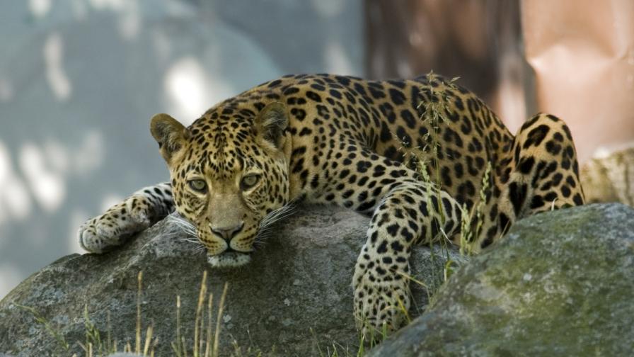 <p><strong>В Русия:</strong> Леопардът, който се смята за домашна котка</p>