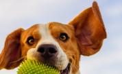  „ Кучешки ” хороскоп - какво значи зодията за домашния любим 