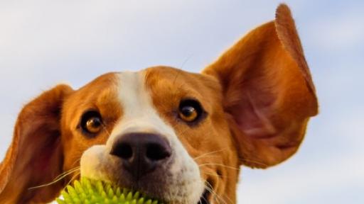  <p><strong>&bdquo;Кучешки&rdquo;</strong> хороскоп - какво значи <strong>зодията </strong>за домашния любимец</p> 