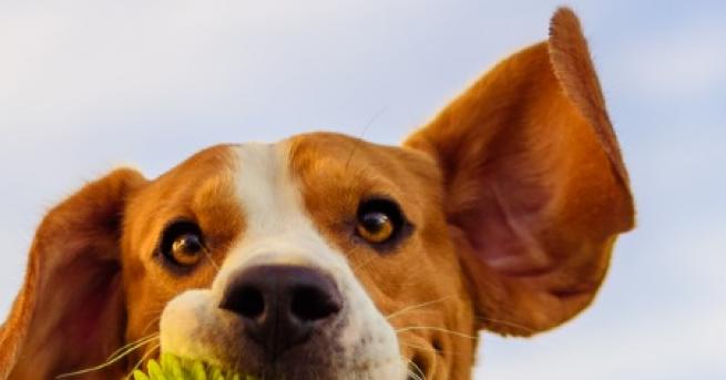 Любопитно Кучешки хороскоп какво означава зодията за домашния любимец