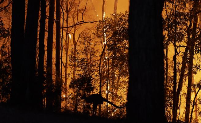  Жена рискува живота си, с цел да избави коала от огъня (ВИДЕО) 