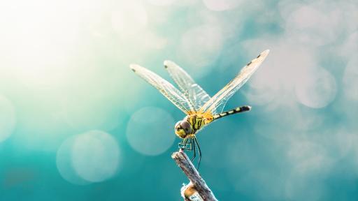  Животните с най-кратък живот 