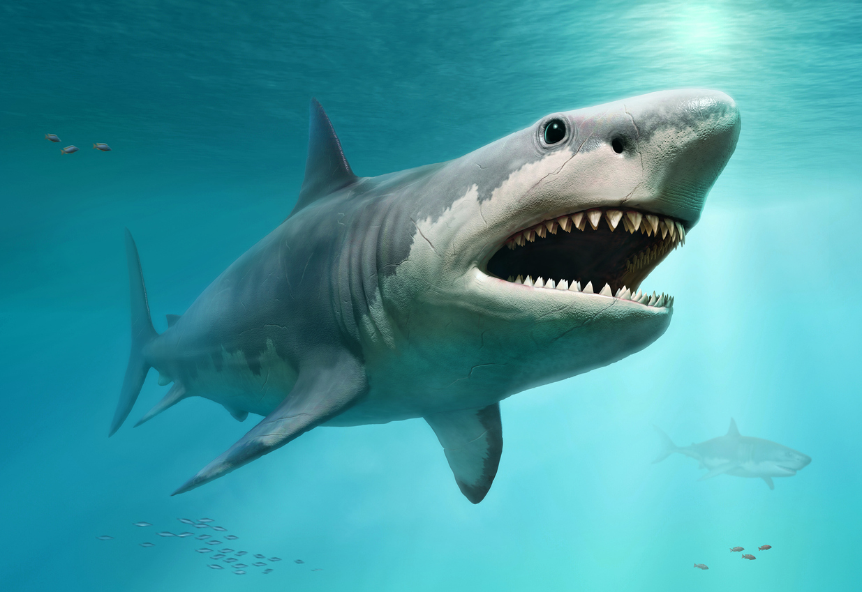 <p><strong>Мегалодон</strong></p>

<p>Мегалодонът е древен вид морски хищник, съществувал до преди около 2-3 млн. години. До ден днешен се спори за принадлежността на Мегалодона. Някои го причисляват към рода, от който е еволюирала голямата бяла акула, други не се съгласяват с това твърдение. Мегалодонът е достигал максимална дължина от 10.5 метра. Достигал е тегло от 34 тона.</p>