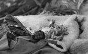  1966 година: нещастието в Аберван, когато починаха 116 деца 