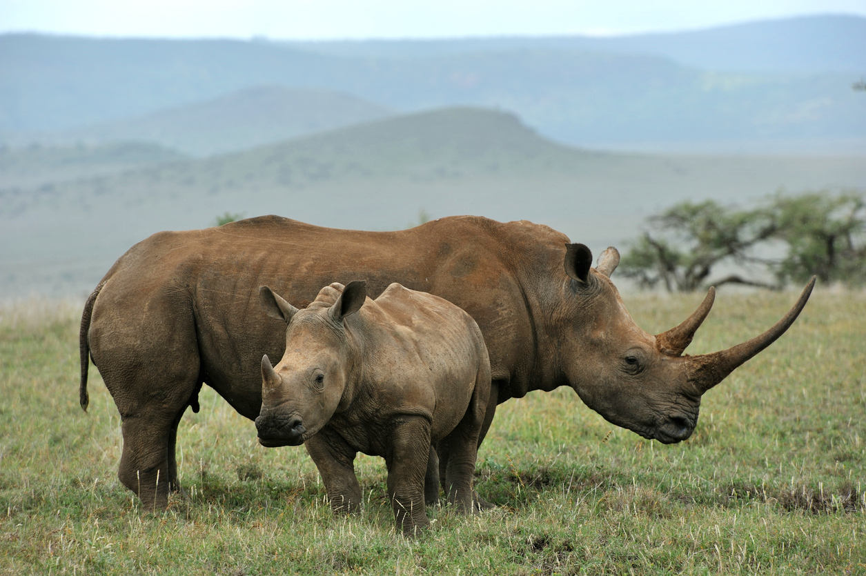 <p><strong>Черен носорог</strong>&nbsp;- Те са по-малкият от двата вида африкански носорози.&nbsp;Имат два рога. Видът намалява значително през 20 век заради европейските ловци и заселници. Днес в природата са останали 5500 броя животни.&nbsp;Опазването на носорозите е много важно, защото това би било от полза и за други видове, включително слонове.</p>