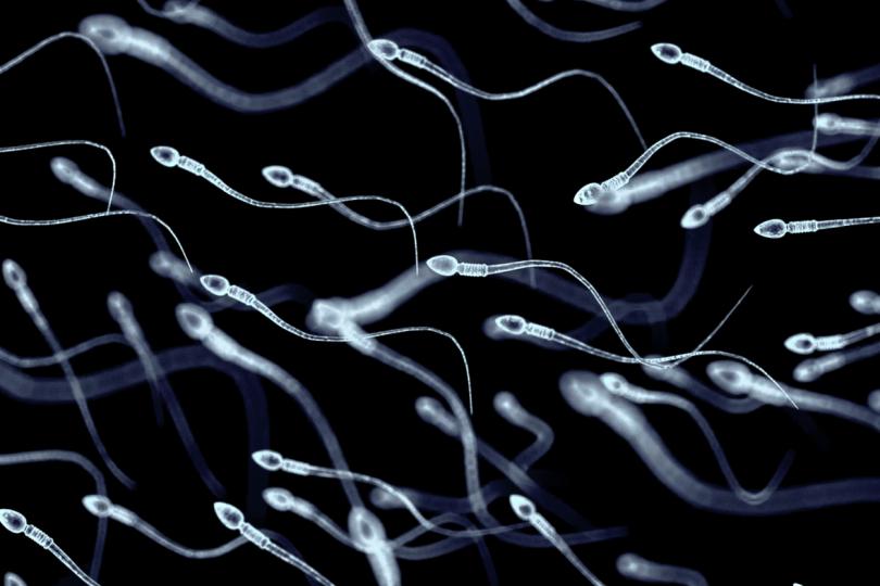 <p>Един сперматозоид съдържа 37,5 мегабайта данни за ДНК, а при една еякулация се пренасят 15 875 гигабайта данни.</p>