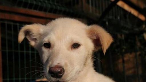  Сиберия, която търси своя виртуален настойник 