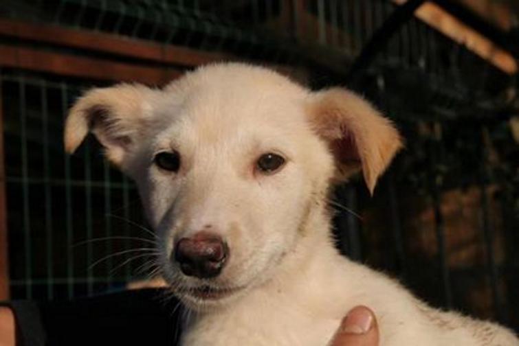  Вдъхновените Pet sisters 