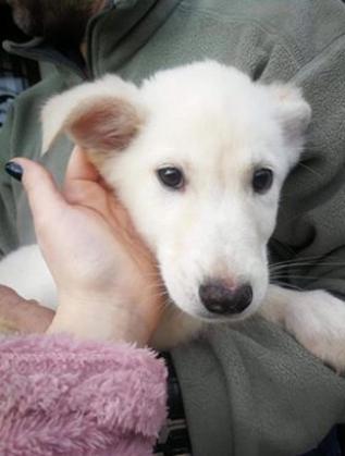  Аляска, която търси своя виртуален настойник 