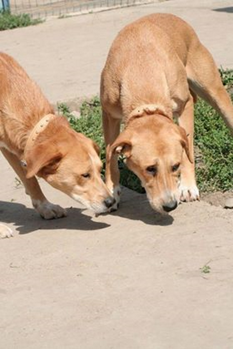 <p>Пепи и Пипи чакат своя виртуален попечител</p>