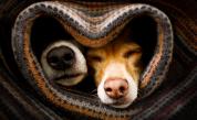  15 съвета, които ще ни оказват помощ да предпазим кучето си през зимата 