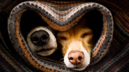  <p><strong>15 съвета</strong>, които ще ни оказват помощ да предпазим <strong>кучето си</strong> през зимата</p> 