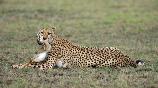 <p>Какво е да имаш <strong>домашен любим гепард</strong></p> 
