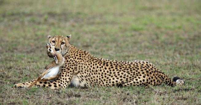 Любопитно Какво е да имаш домашен любимец гепард Как 21 годишно