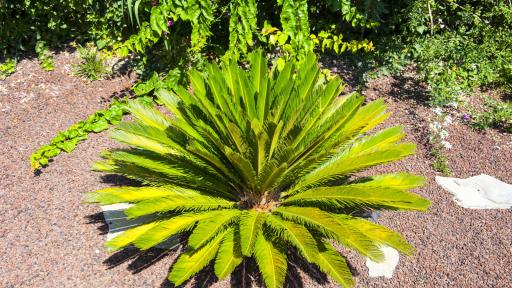  <p>Как <strong>токсично растение</strong> <strong>спасява</strong> японски остров <strong>от глад</strong></p> 