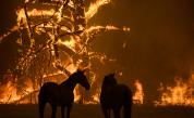  Над 1 милиард животни жертви на пожарите в Австралия 