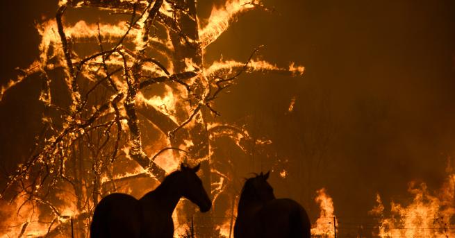 Свят Над 1 милиард животни жертви на пожарите в Австралия