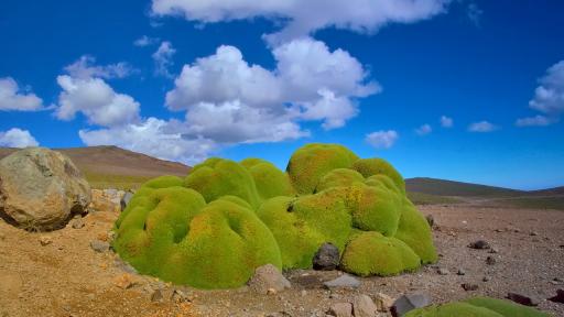  <p>Това са <strong>най-старите живи</strong> организми на Земята</p> 