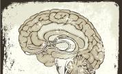  Тайната на един човешки мозък на 2600 година 