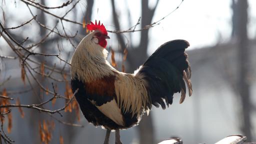  <p><strong>Петел умъртви стопанина си</strong> при безразсъден инцидент</p> 