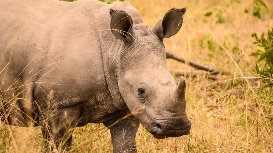 Учени създадоха ембрион на почти изчезналия вид северен бял носорог