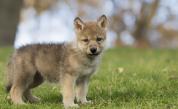  Учени: Бебетата вълци също играят на „ донеси топката ” 