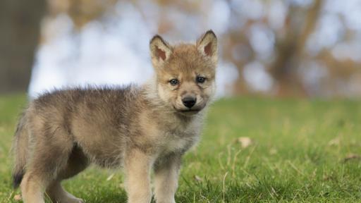  <p><strong>Учени: </strong>Бебетата <strong>вълци </strong>също играят на <strong>&bdquo;донеси топката&rdquo;</strong></p> 